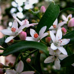 Long leaf waxflower